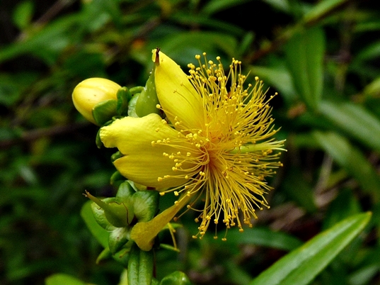 {Hypericum densiflorum}